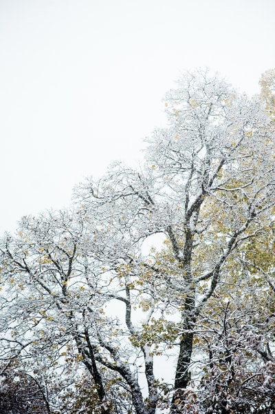 白雪覆盖的树白天
